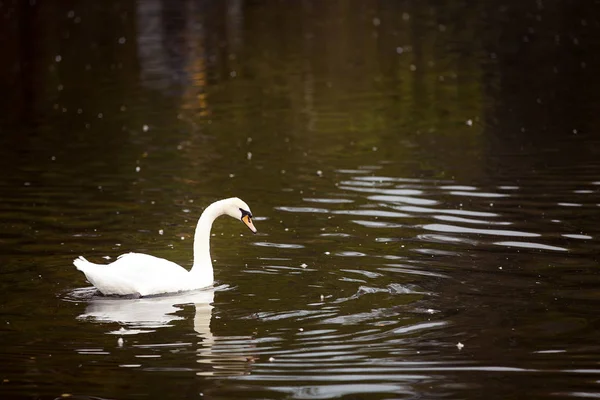 Adult White Swan Orange Beak Floats Right Summer Water Horizontal — Stock Photo, Image