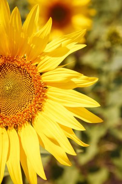 Yazın parlak sarı ayçiçeğinin sağ yarısı. Büyük yapraklar ve yuvarlak bir çekirdek. Dikey çerçeve, bulanık yeşil arkaplan.