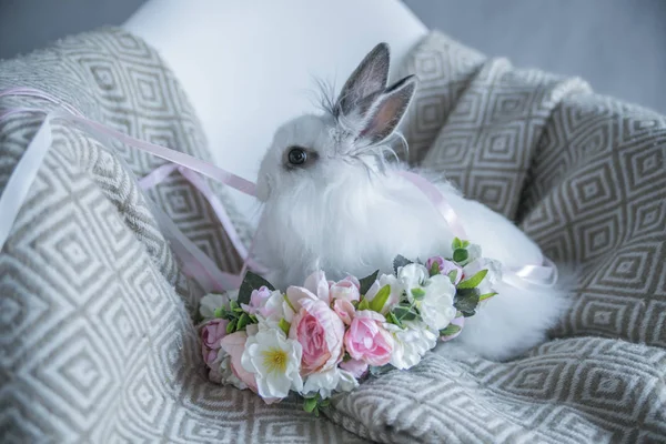 Small Fluffy Black White Rabbit Flowers Warm Blanket — Stock Photo, Image