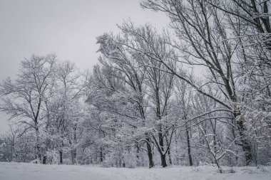 Peri masalı parkındaki ağaçlar bembeyaz gıcırdayan karla kaplı buz gibi kışın her tarafı muhteşem beyaz