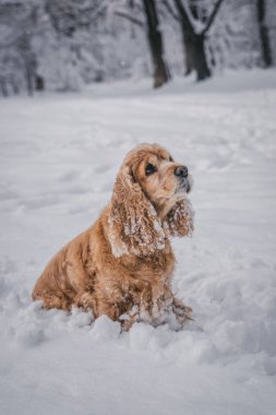Kırmızı cocker spaniel karlı beyaz kabarık ağaçların arasında ormanın ortasındaki parkın ortasında soğuk kış oyunlarında
