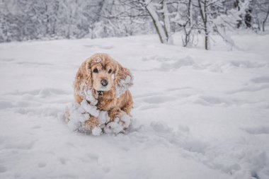 Kırmızı cocker spaniel karlı beyaz kabarık ağaçların arasında ormanın ortasındaki parkın ortasında soğuk kış oyunlarında