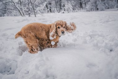 Kırmızı cocker spaniel karlı beyaz kabarık ağaçların arasında ormanın ortasındaki parkın ortasında soğuk kış oyunlarında