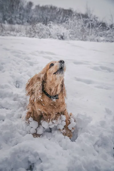Red Cocker Spaniel Snowy White Fluffy Trees Middle Forest Park — Stock Photo, Image
