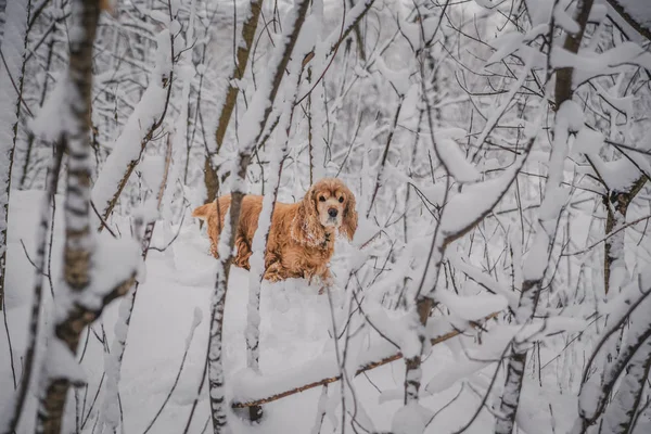 在森林公园中央的雪白蓬松的树上 红色的小猎犬在寒冷的冬日里嬉戏 — 图库照片