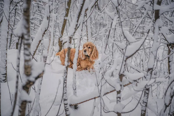 在森林公园中央的雪白蓬松的树上 红色的小猎犬在寒冷的冬日里嬉戏 — 图库照片