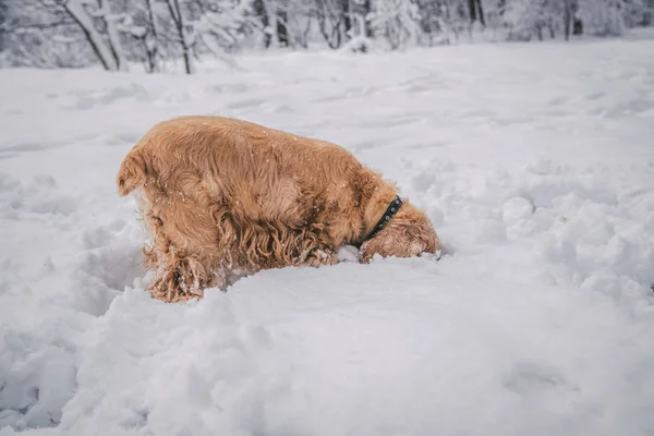 在森林公园中央的雪白蓬松的树上 红色的小猎犬在寒冷的冬日里嬉戏 — 图库照片