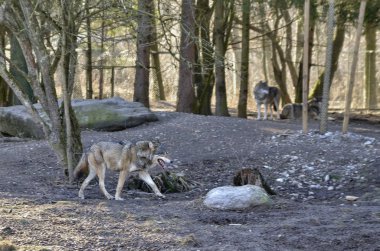 a gray wolf walks between the trees