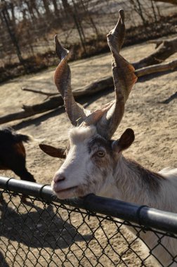 a goat with twisted horns looks out over a fence