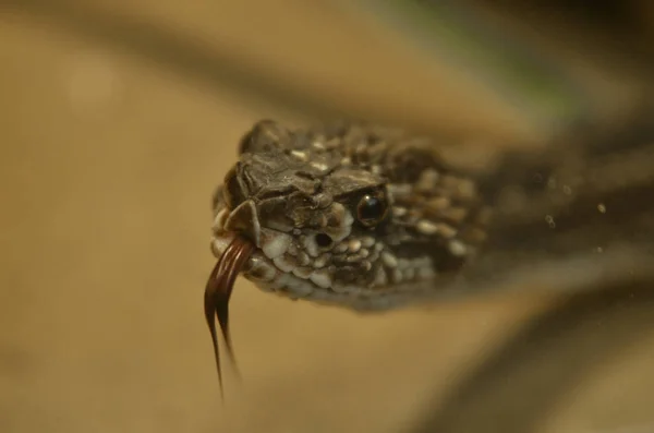 Una Serpiente Venenosa Terrario Está Esperando Comida —  Fotos de Stock