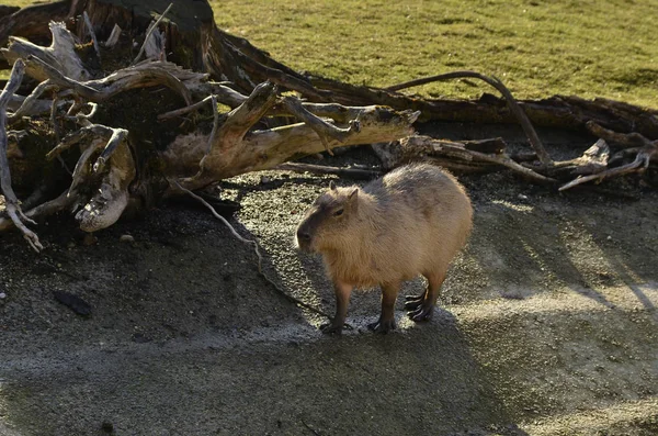 Capibara Sulla Passerella Vicino Rami Secchi — Foto Stock