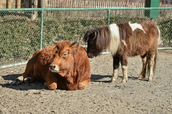 Mucca Rossa Pony Cortile Una Giornata Sole — Foto Stock