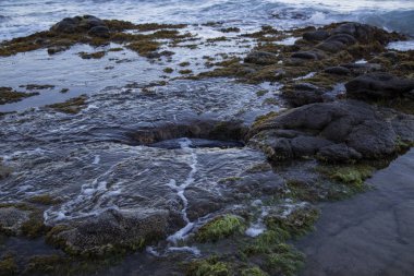 Akdeniz 'in tuzlu sularıyla yıkanmış büyük bir su yosunuyla kaplı kayalık bir kıyı.