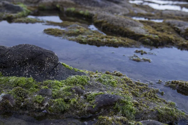 Costa Rocosa Cubierta Algas Bañada Por Las Aguas Saladas Del — Foto de Stock