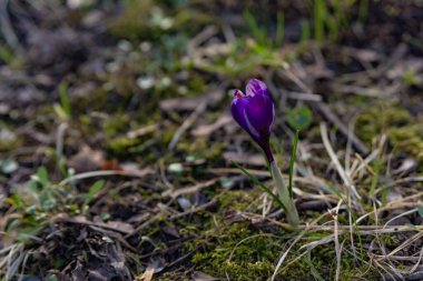 Safran, timsahlar, baharın başında parktaki güneşli bir çayırın ortasında parlak mor renkte çiçek açarlar.