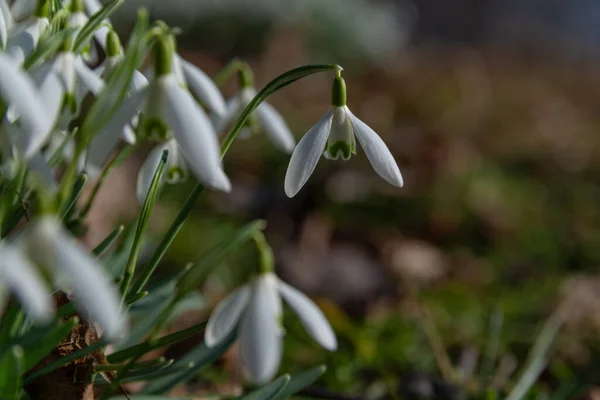 Las Gotas Nieve Florecieron Blanco Entre Las Hojas Secas Hierba — Foto de Stock