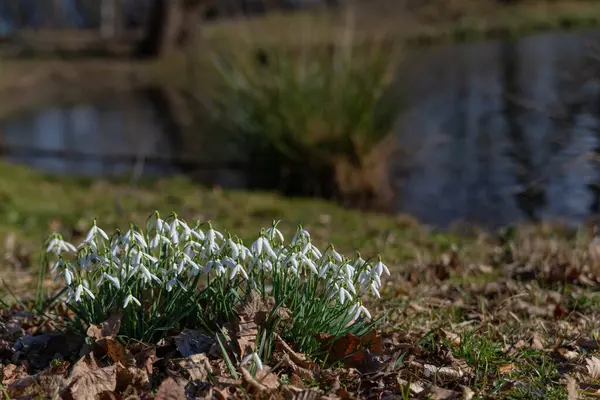 Gotas Neve Floresceram Branco Entre Folhas Secas Grama Verde Parque — Fotografia de Stock