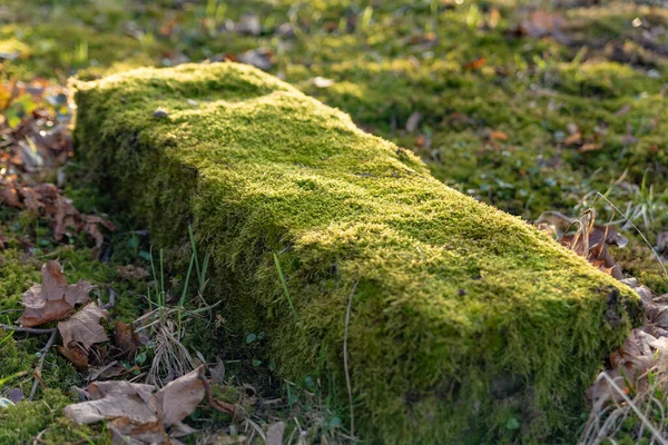 Piedra Vieja Cubierta Musgo Parque Día Soleado Principios Primavera —  Fotos de Stock