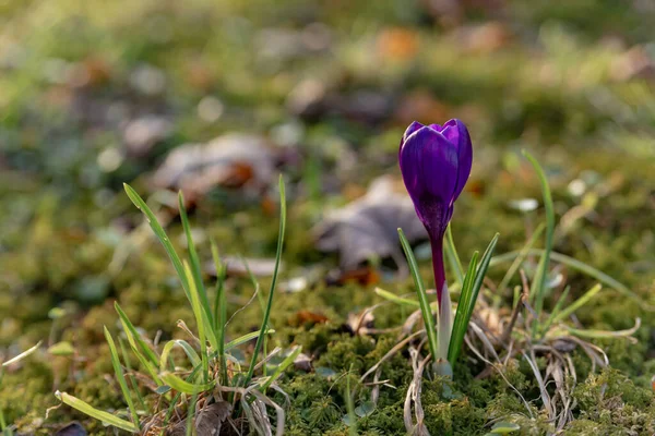 saffron, crocuses bloom bright purple in the middle of a sunny meadow in the park in early spring