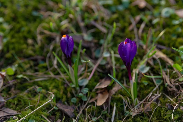 Zafferano Crochi Fioriscono Viola Brillante Nel Mezzo Prato Soleggiato Nel — Foto Stock