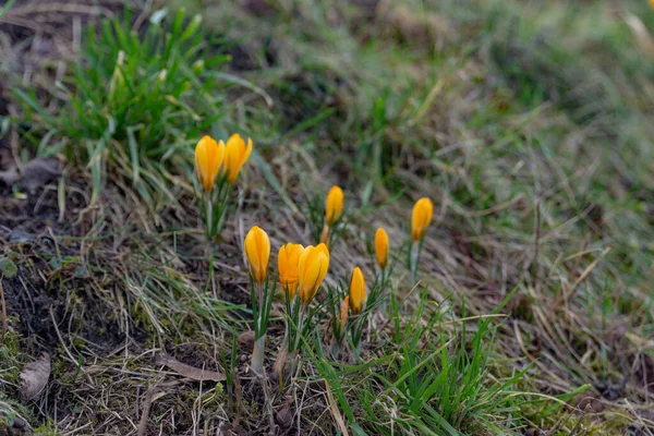 Azafrán Amarillo Brillante Medio Una Pradera Soleada Parque Principios Primavera — Foto de Stock
