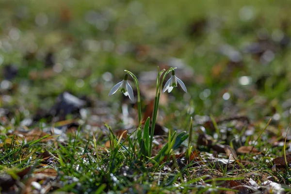 Las Gotas Nieve Florecieron Blanco Entre Las Hojas Secas Hierba — Foto de Stock