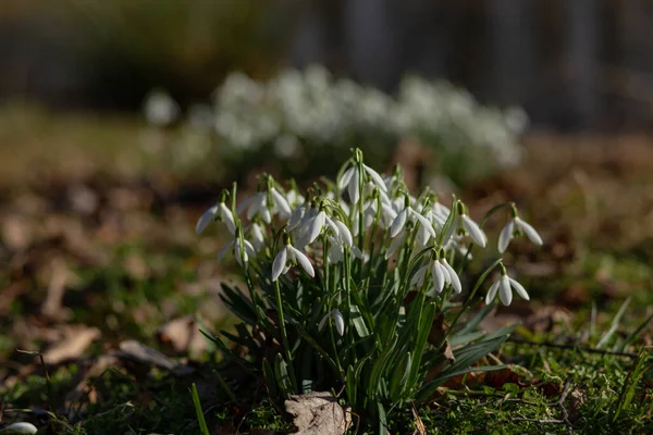 Schneeglöckchen Blühten Weiß Zwischen Trockenen Blättern Und Grünem Gras Park — Stockfoto