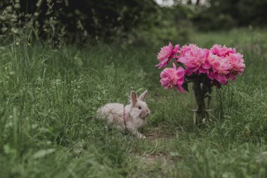 Haziran 'da cam vazonun şakayıklı olduğu yeşil çimenli bir parkta tasmayla yürüyen ev tavşanı.