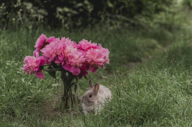 Haziran 'da cam vazonun şakayıklı olduğu yeşil çimenli bir parkta tasmayla yürüyen ev tavşanı.