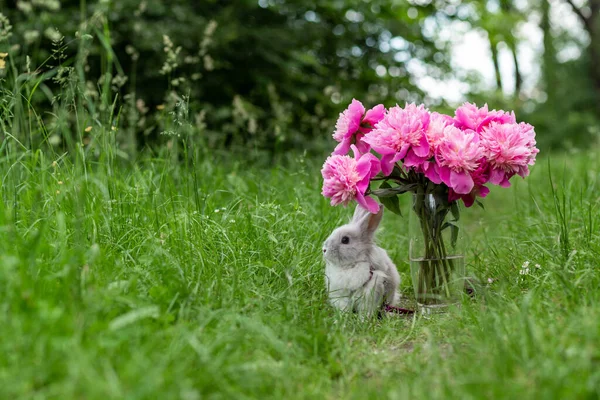Home Rabbit Walking Leash Park Green Grass Glass Vase Peonies — Stock Photo, Image