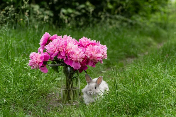 Home Rabbit Walking Leash Park Green Grass Glass Vase Peonies — Stock Photo, Image