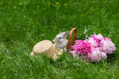 Pembe şakayık sepetinde pofuduk beyaz tavşan tavşanı ve güneşli bir günde yeşil çimlerle kaplı çimlerin ortasında hasır şapka.