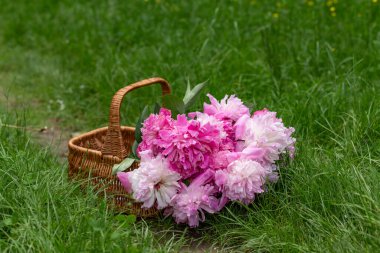 Güneşli bir günde yeşil çimlerin olduğu çimlerin ortasında pembe şakayıklı hasır sepet.