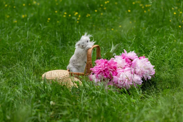 Fluffy  cute white rabbit bunny in wicker basket with pink peonies and straw hat in the middle of a lawn with green grass in the park on a sunny day