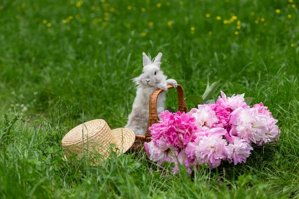 Coelho Branco Fofo Fofo Coelho Cesta Vime Com Peônias Rosa — Fotografia de Stock