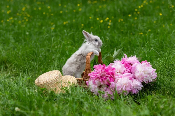 Fluffy Cute White Rabbit Bunny Wicker Basket Pink Peonies Straw — Stock Photo, Image