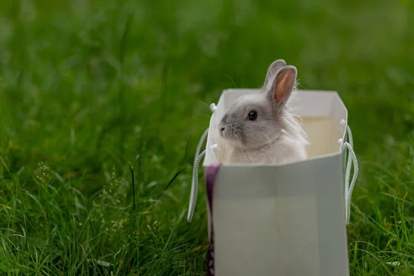 White Fluffy Rabbit Paper Bag Middle Lawn Park Green Grass — Stock Photo, Image