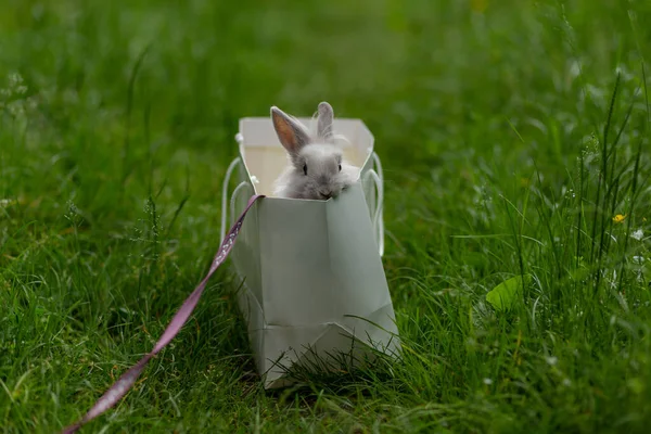 White Fluffy Rabbit Paper Bag Middle Lawn Park Green Grass — Stock Photo, Image