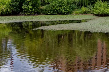 Güzel yosunlar gölü kapladı.