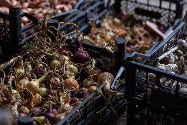 Plastik kutularda organik soğanlar