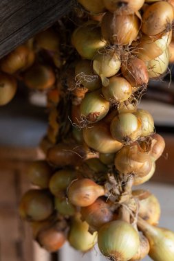 Örgülü soğan asılı ve kuru.