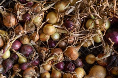 Plastik kutularda organik soğanlar