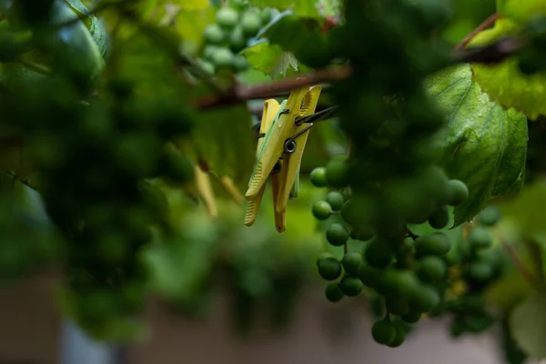 Plastikowe Szpilki Drucie Między Liśćmi Winogron — Zdjęcie stockowe