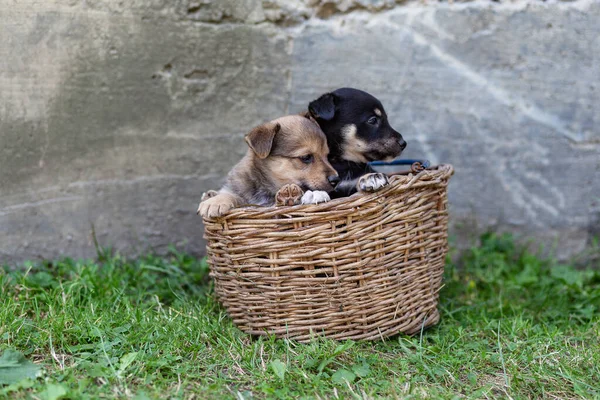 Puppies Wicker Basket Grass — Stock Photo, Image