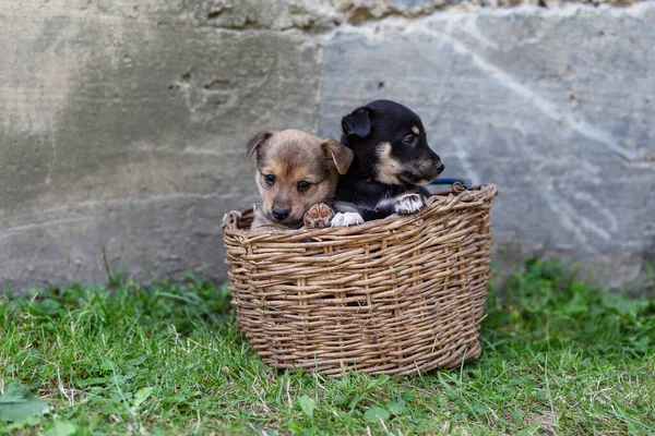 Hasır sepetteki yavru köpekler çimlerin üzerinde