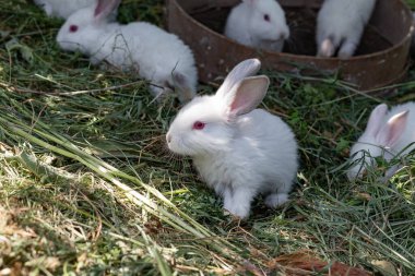 Güneşli bir günde kuru çimenlerin üzerinde sepette küçük beyaz tavşanlar.