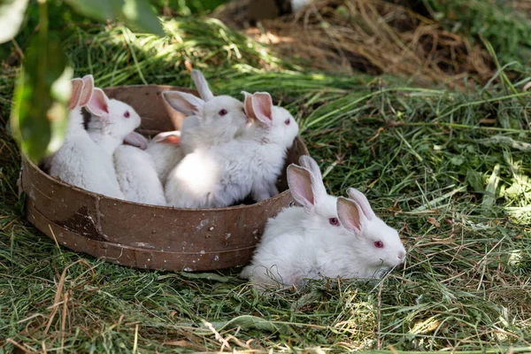 Little White Rabbits Basket Dry Grass Sunny Day — Stock Photo, Image