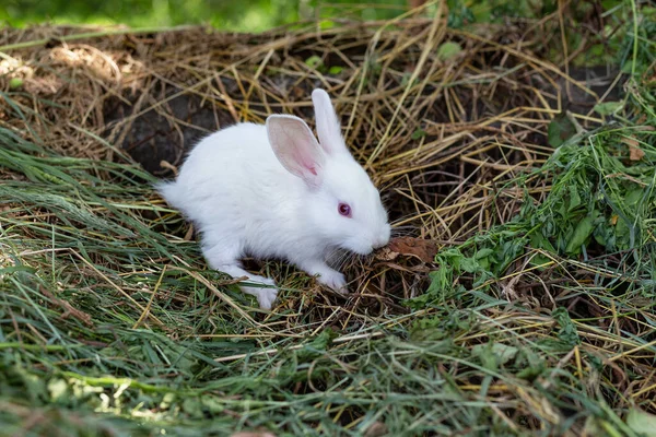 Little White Rabbit Dry Grass Sunny Day — Stock Photo, Image