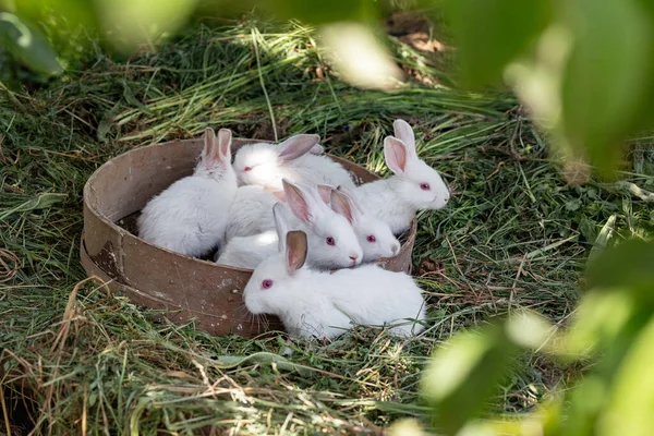 Little White Rabbits Basket Dry Grass Sunny Day — Stock Photo, Image