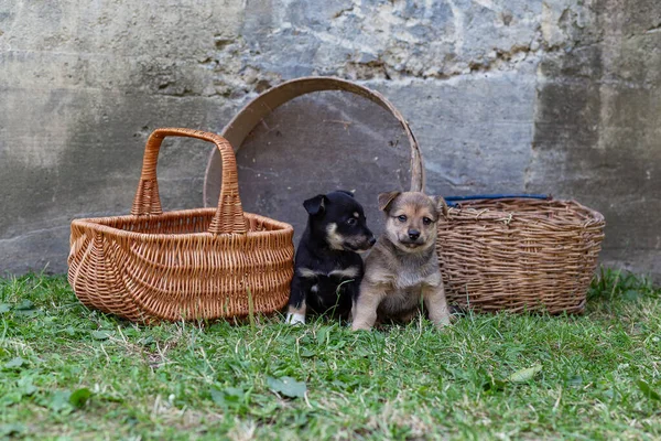 Cachorros Jogando Perto Cestas Vime Grama — Fotografia de Stock